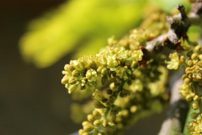 Gleditsia triacanthos 'Sunburst' - dřezovec trojtrnný 'Sunburst'- květenství (2)